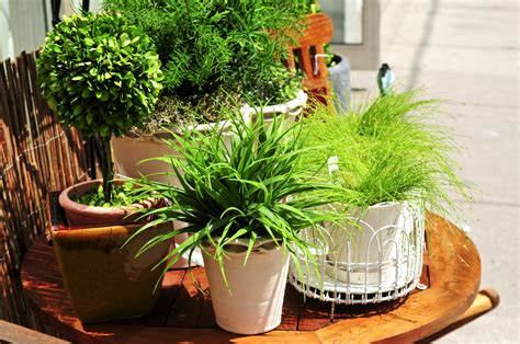 風水 植物|風水に良い観葉植物の種類おすすめ19個！置き場所・。